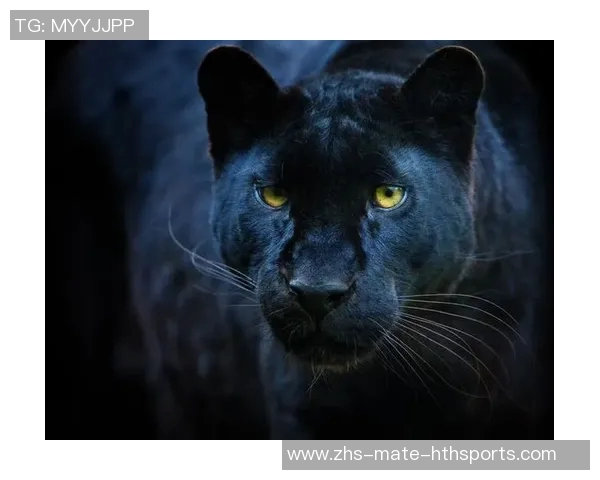 黑豹与美洲豹的生存之争：谁才是真正的丛林霸主